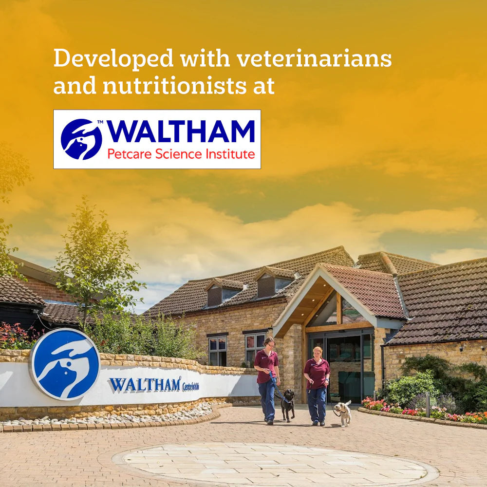 Pedigree Chicken and Vegetables Adult Dog Dry Food