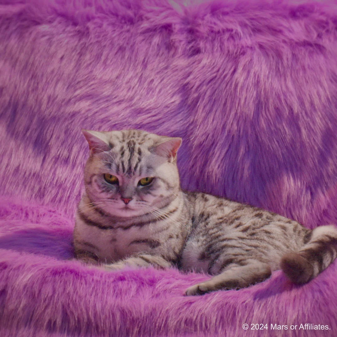 Whiskas Chicken in Gravy Kitten Wet Food